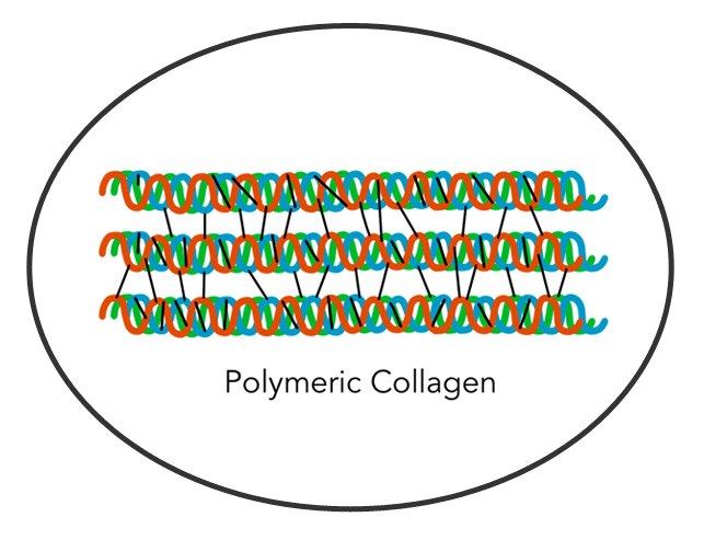 polymeric collagen